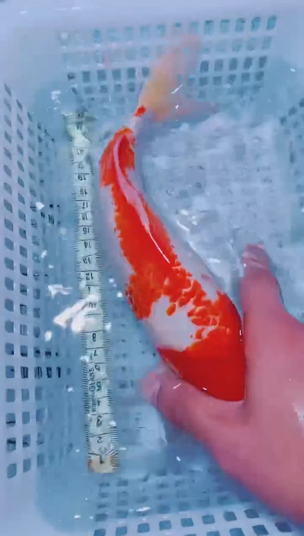 锦鲤血统锦鲤全场包邮50