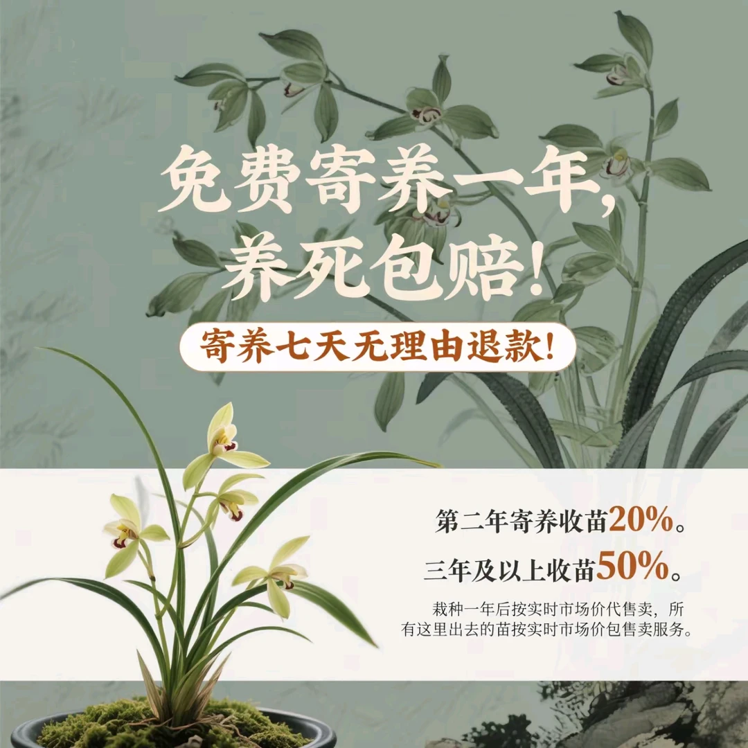 赵鹏推荐--莲瓣兰新种变形中透带落斑艺