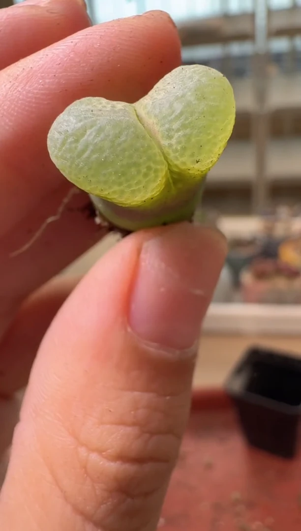 13-477多肉植物肉锥