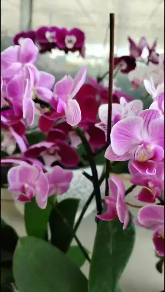 全部花朵诀别变异株1.7寸杯