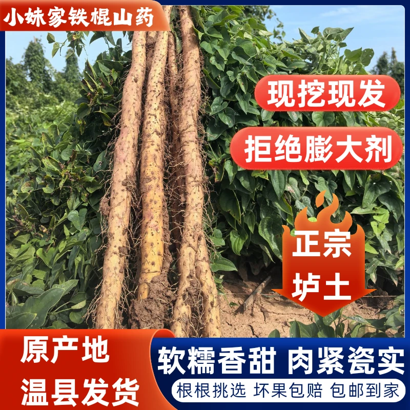 温县垆土铁棍怀山药 原产地直发现挖现发