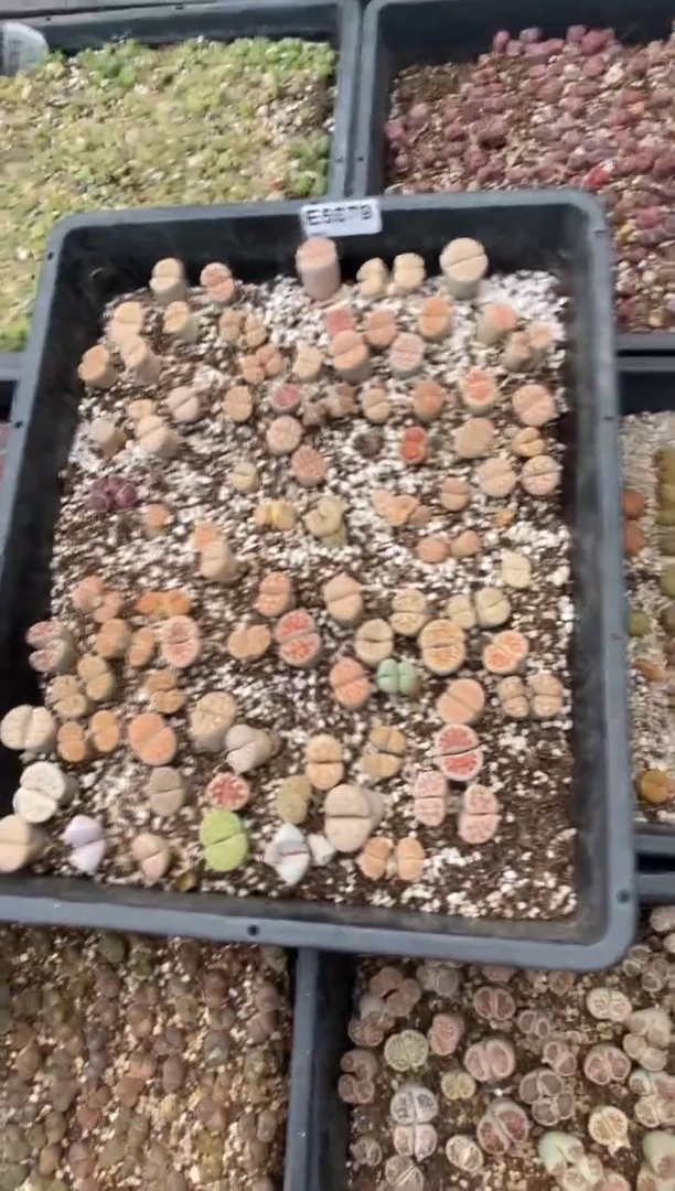 5579脱土直播一物一拍