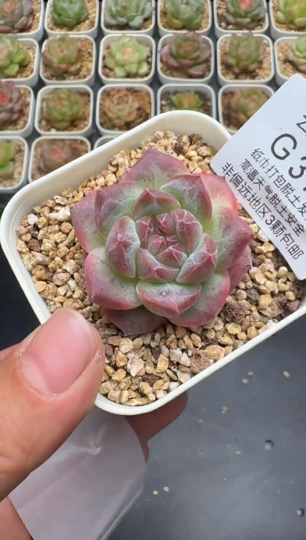 311G云禹多肉植物 脱土纸巾打包 3颗包邮