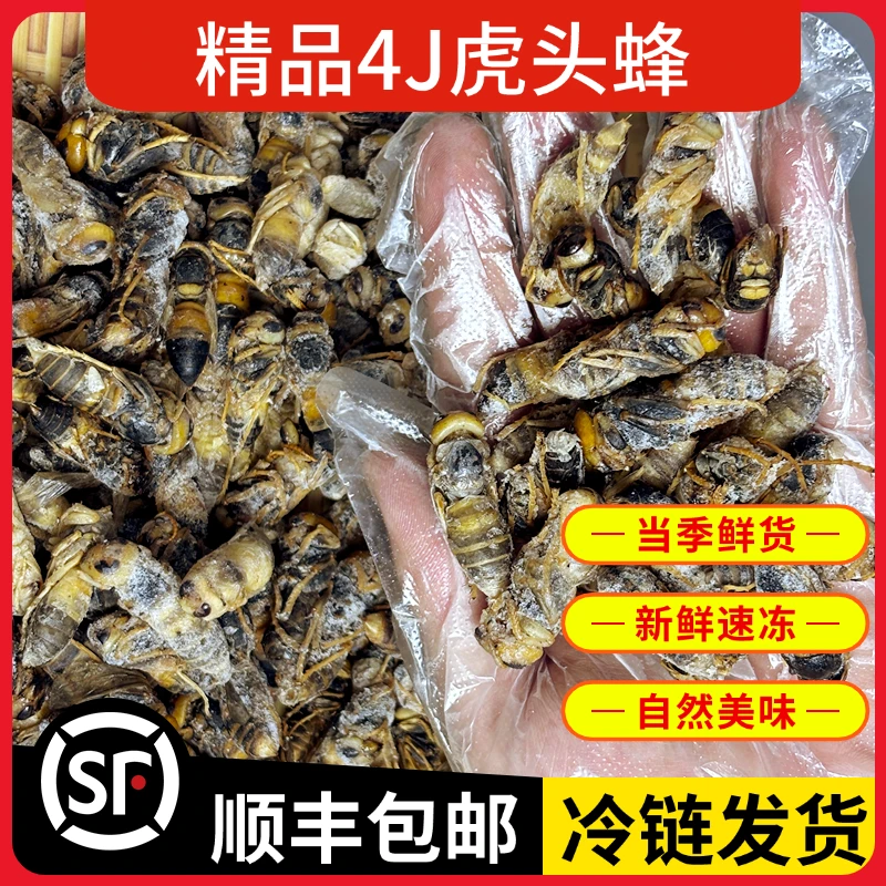 虎头蜂4蜂蛹新鲜冰冻马蜂金环虎头蜂地蜂土蜂出售鲜活马蜂蛹