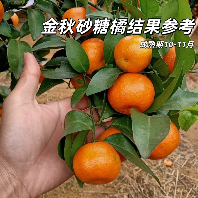 嫁接金秋砂糖橘桔子树盆栽地栽砂糖橘桔子树南方北方果树苗木