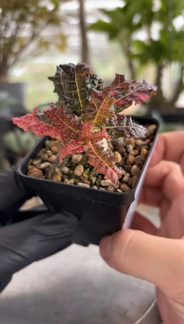 娜娜乳香锦FC-3330