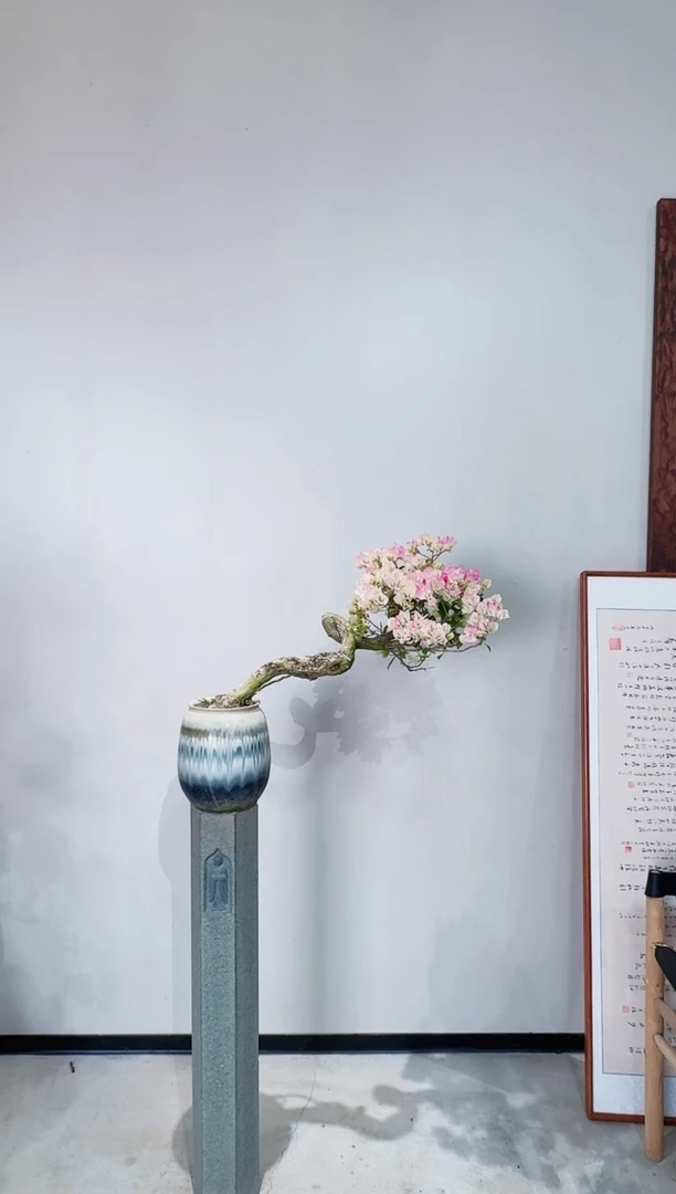 【闪购商品】盆景绿樱三角梅