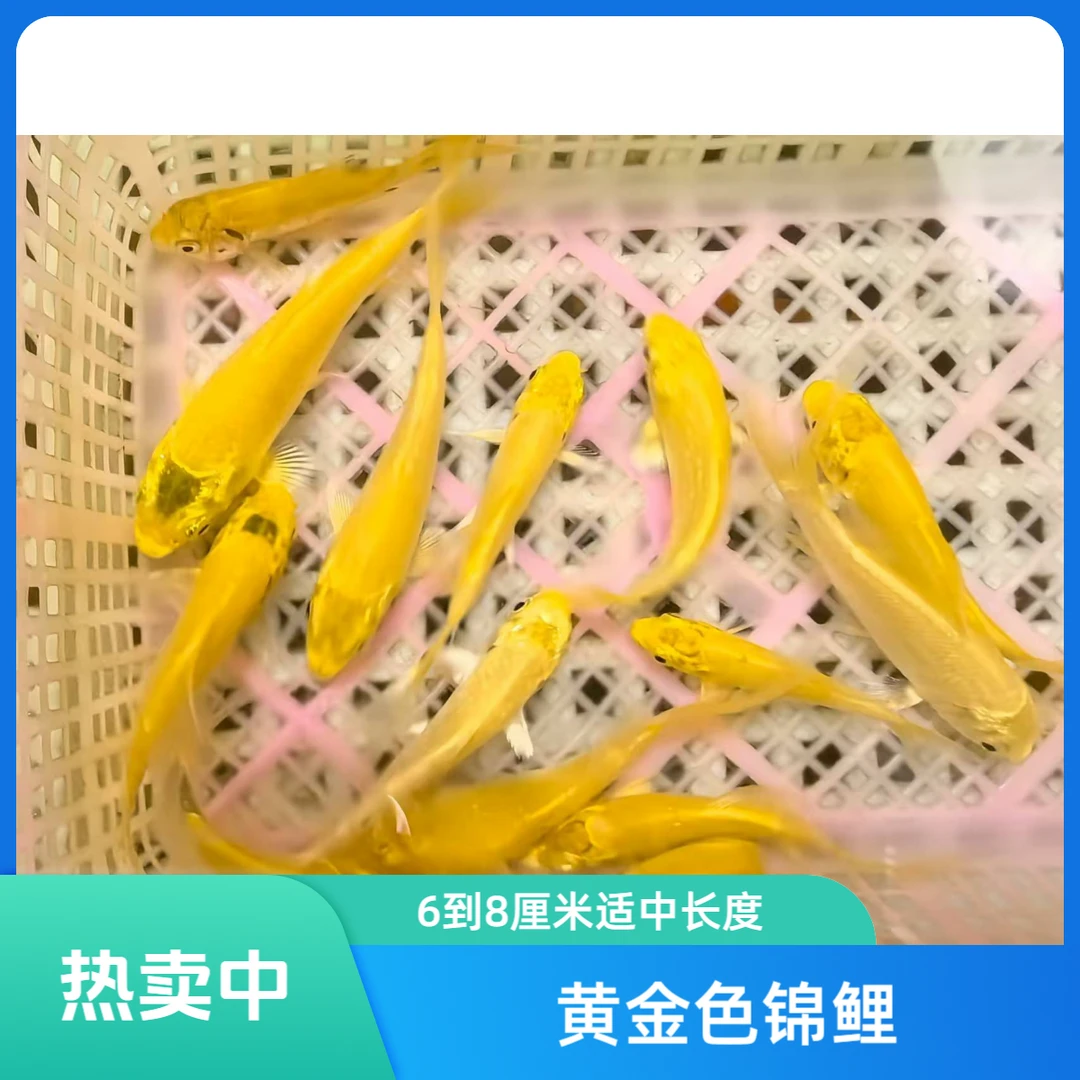 6-8厘米招财锦鲤黄金银龙包活12条备3条到手15条