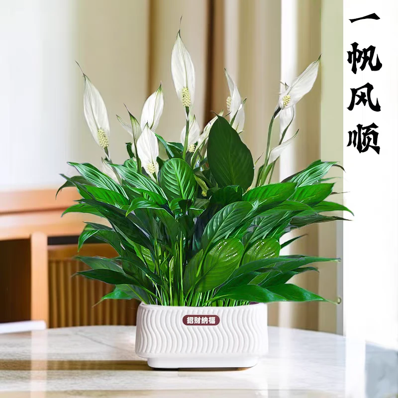 一帆风顺白掌盆栽AG室内水培土培绿植净化空气好养花卉