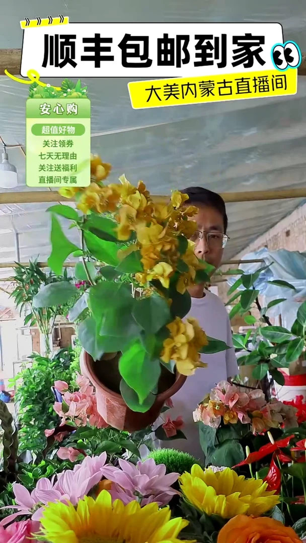 完全开放加州黄三角梅