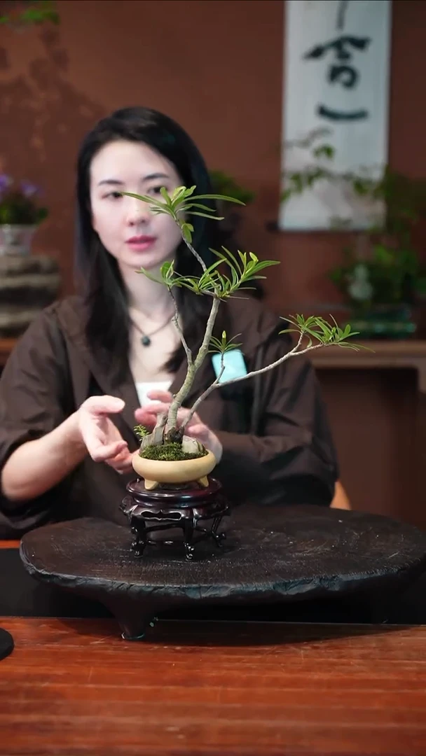 无花朵栀子花盆景盆景盆景