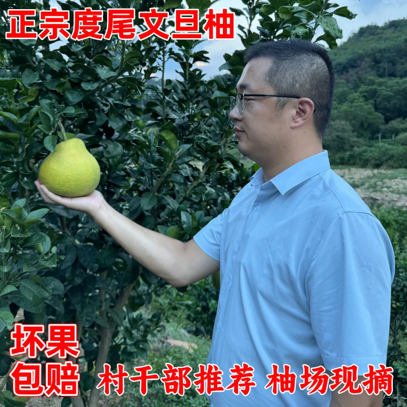 【村干部助农推荐】福建正宗度尾文旦柚新鲜应季水果酸甜多汁（礼盒）