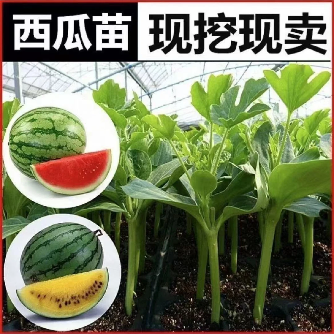 西瓜苗嫁接8424美都带土麒麟瓜盆栽地载早熟超甜无籽家庭种植