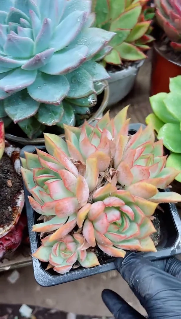 悠**?22003多肉植物一物一拍