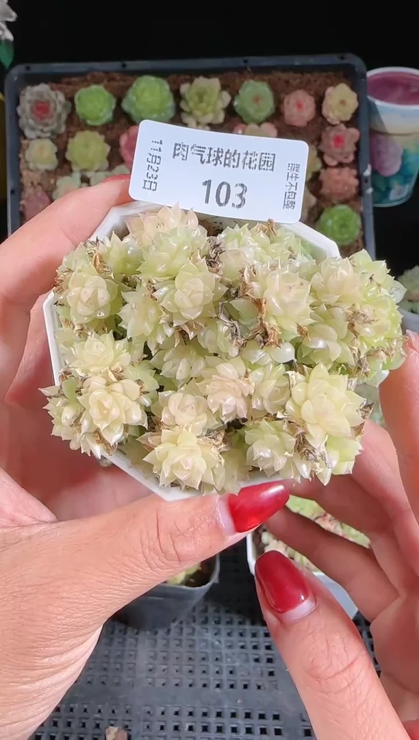 1123-103群生不包整