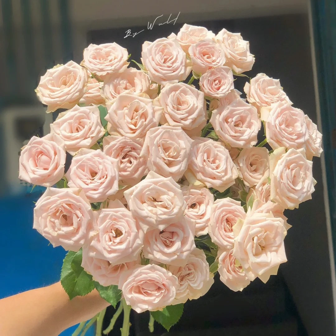 诺诺公主，玫瑰，1单冷链包邮，2单升级京东或者顺丰，远的发德邦