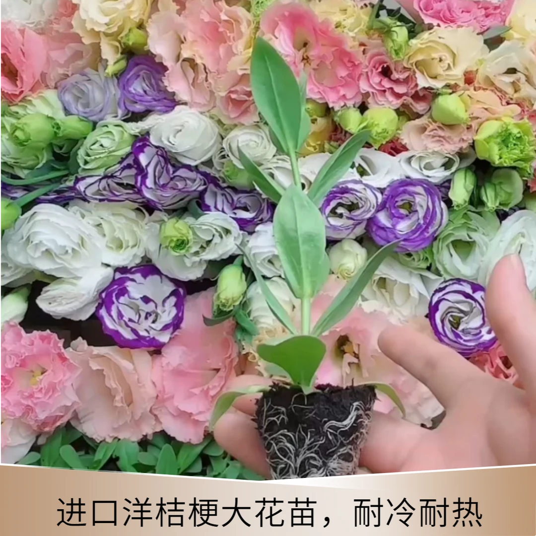 （进口洋桔梗大苗）多年生四季开花耐冷耐热庭院盆栽阳台新手入门