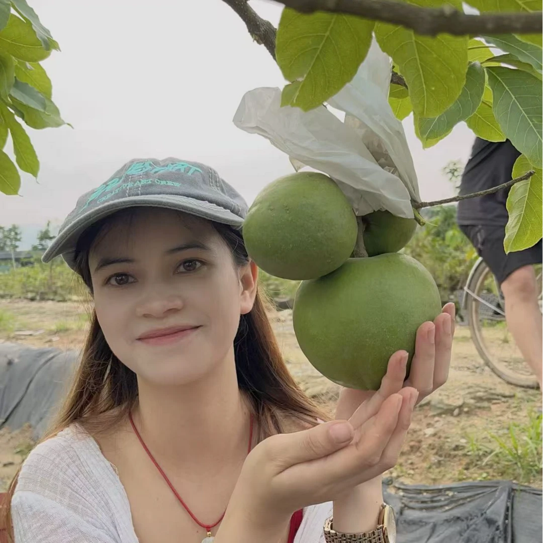 大星焦核丰产王冰淇淋果树苗高产自花授粉单果重达2斤