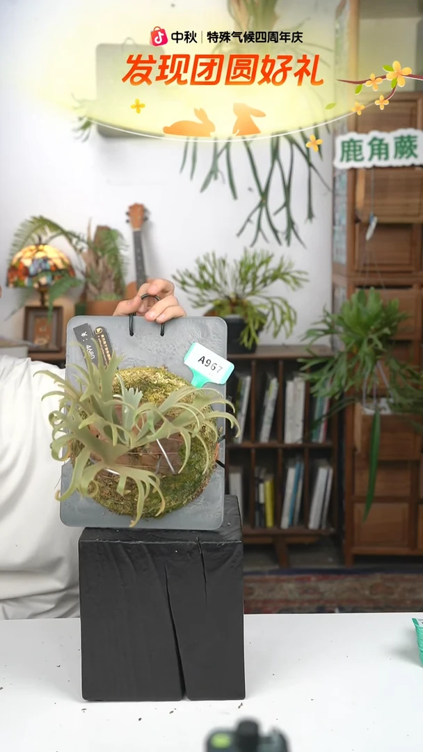 不开花植物A967-黄月孢子苗侏儒特选S