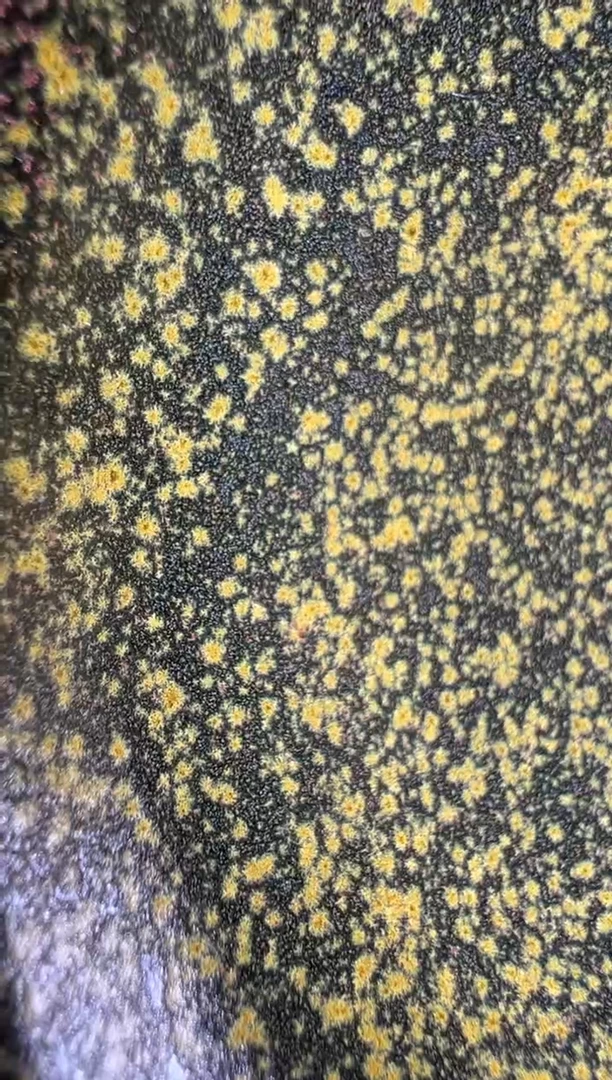 茶盏金长兴高端收藏12