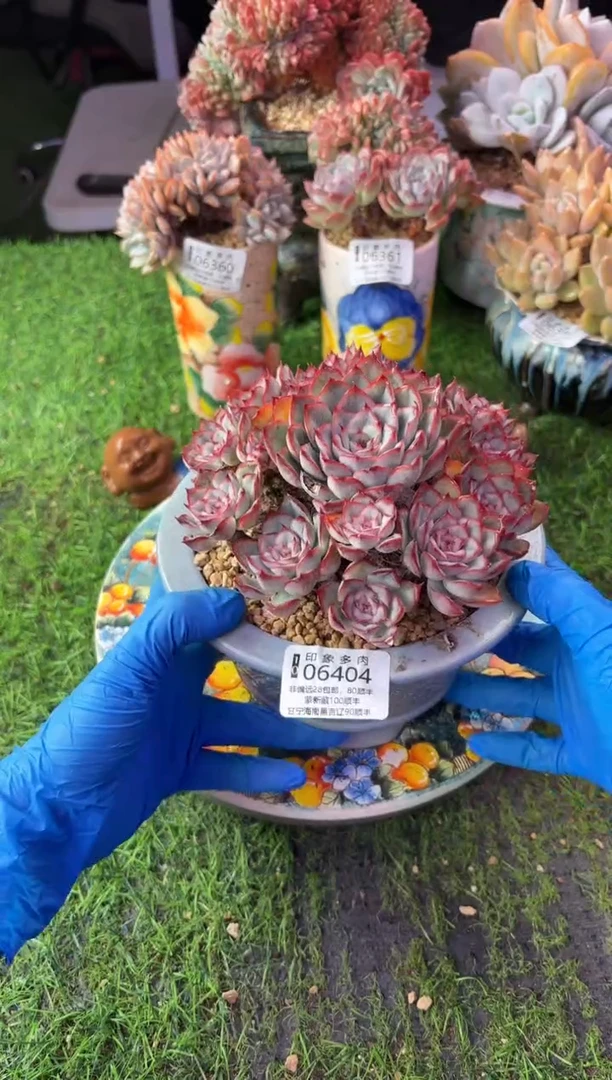 昆明印象多肉06404