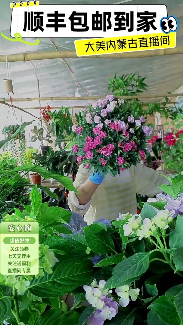 完全开放双色石竹梅