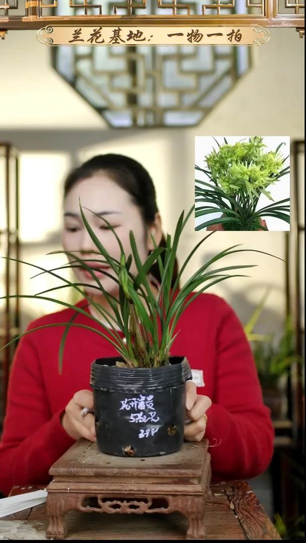 完全开放花开 富贵