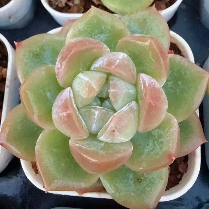 50#新品青霜单头（3-5cm）带盆土