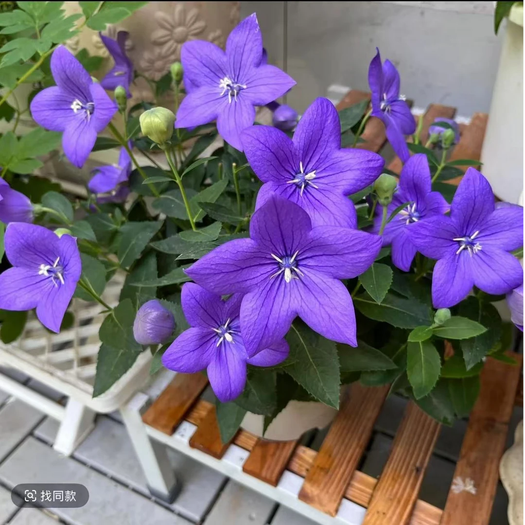 【粉色中华桔梗】3盆130口径 盆种球耐寒过冬