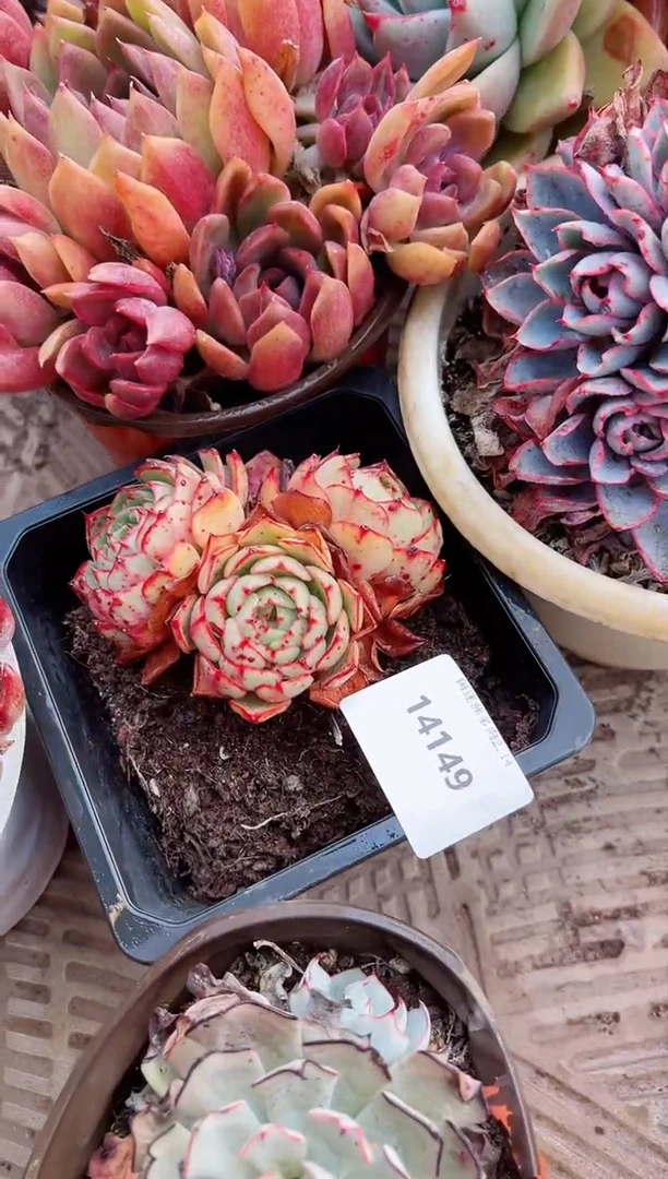 【闪购商品】14149