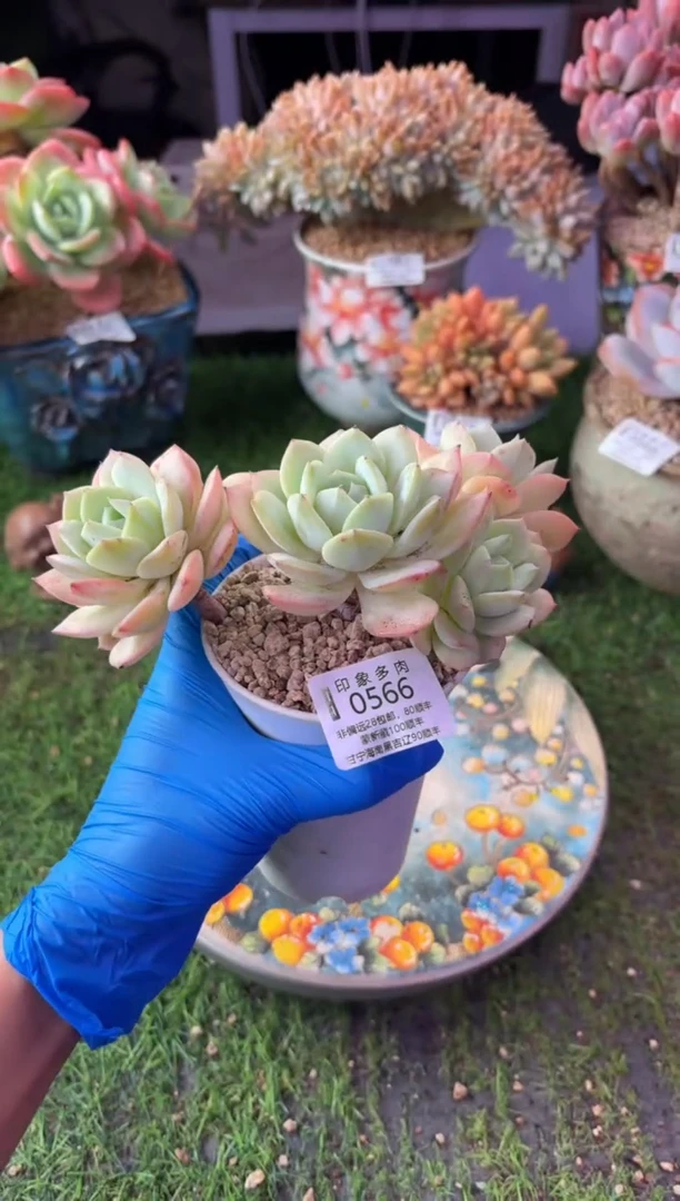 昆明印象多肉0566