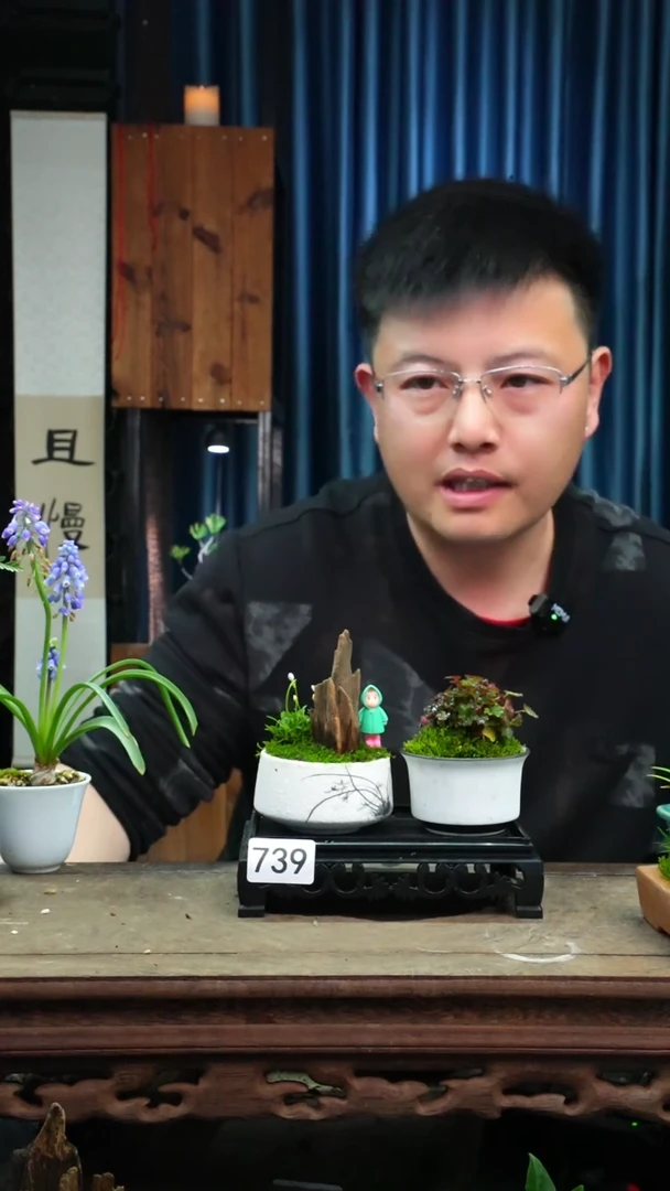 【闪购商品】苔藓微景观739号