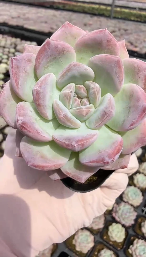 东云多肉园新款-218