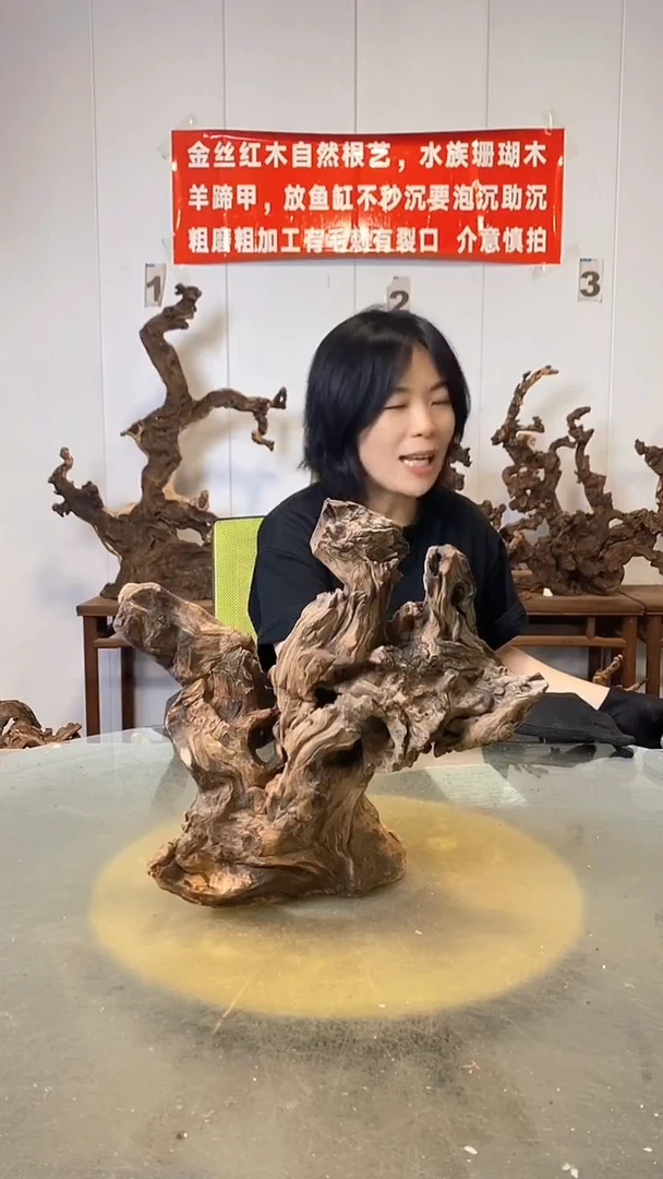 香榧木卢*海金丝红木   羊蹄甲