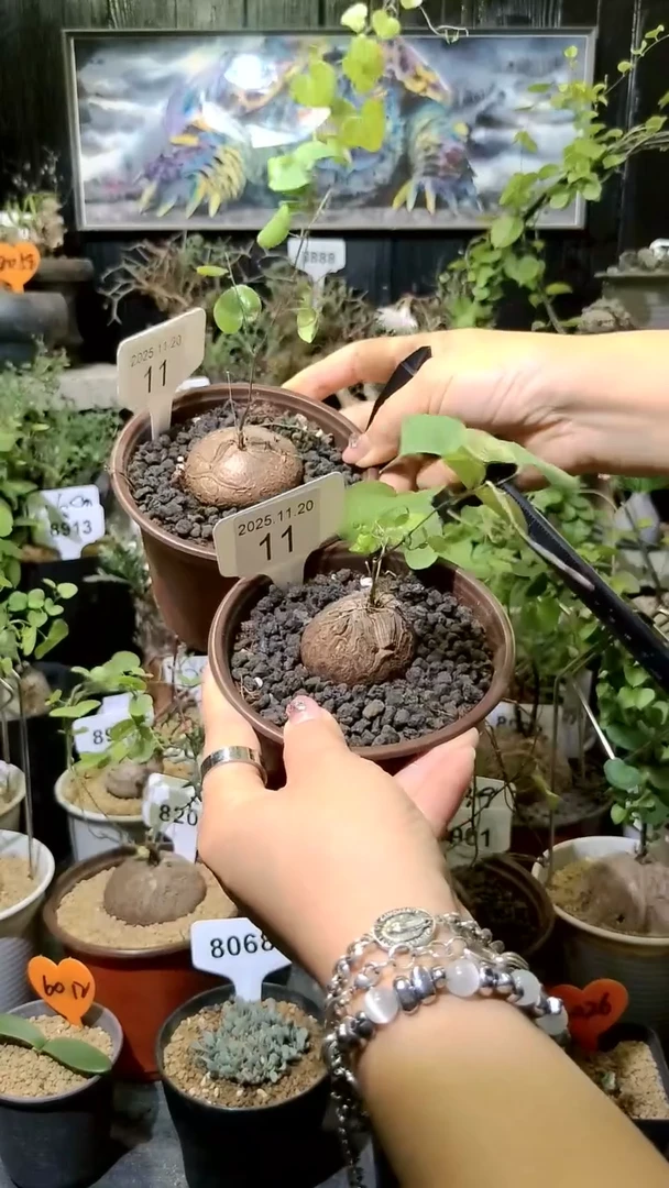 11号1120福利南非龟甲龙买一送一