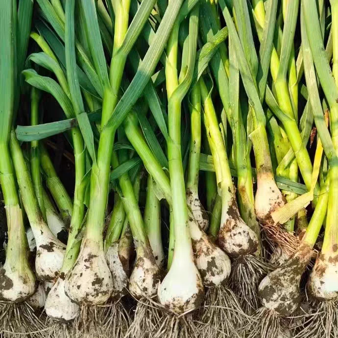 黑龙江白皮小青蒜刚分瓣嘎嘎嫩