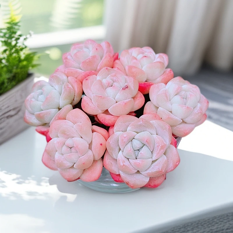 【新手多肉植物】无土冰玉单头7棵拼盘组合精致多肉（带高脚玻璃杯）