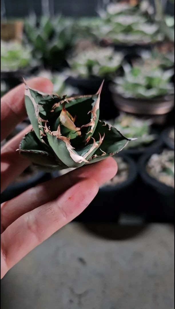 【大白鲨】顶芽 (直播竞拍 基因保证非组培)