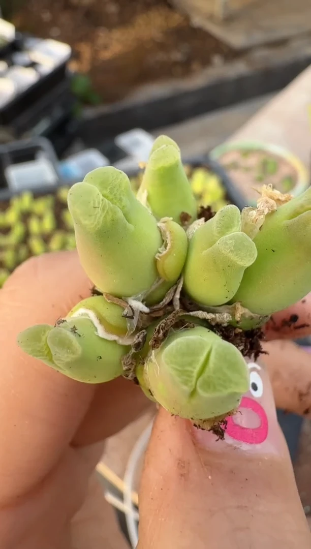 【闪购商品】16-199