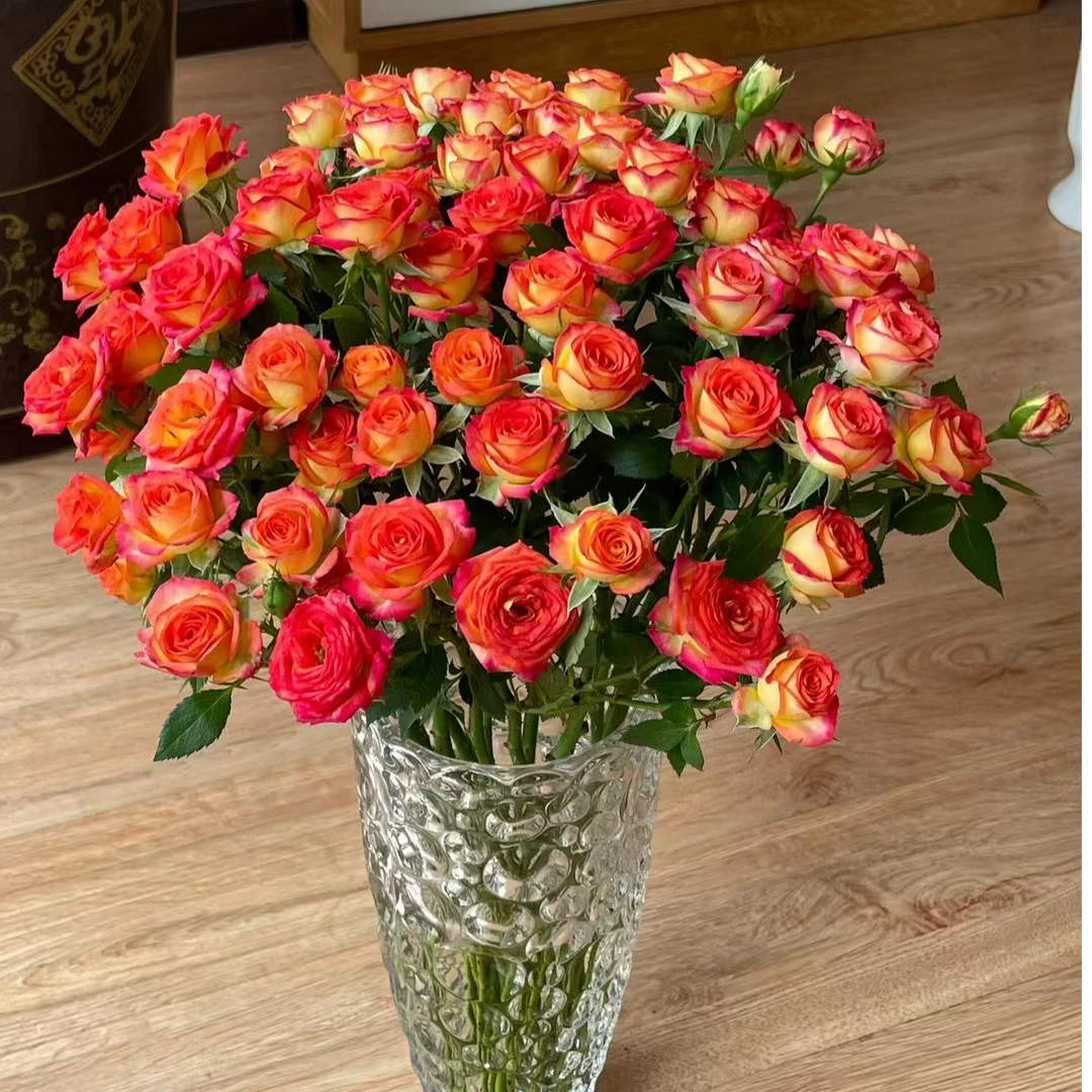 【懒洋杨】爱丽丝 多头泡泡渐变双色系  能做干花 云南斗南基地直发