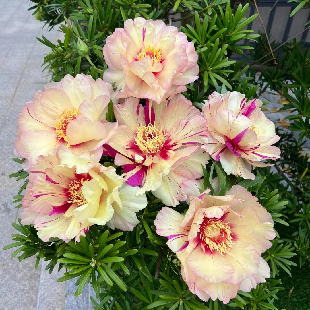 【现货-棒棒糖】芍药进口A+级伊藤系列芍药鲜花鲜切花菏泽基地