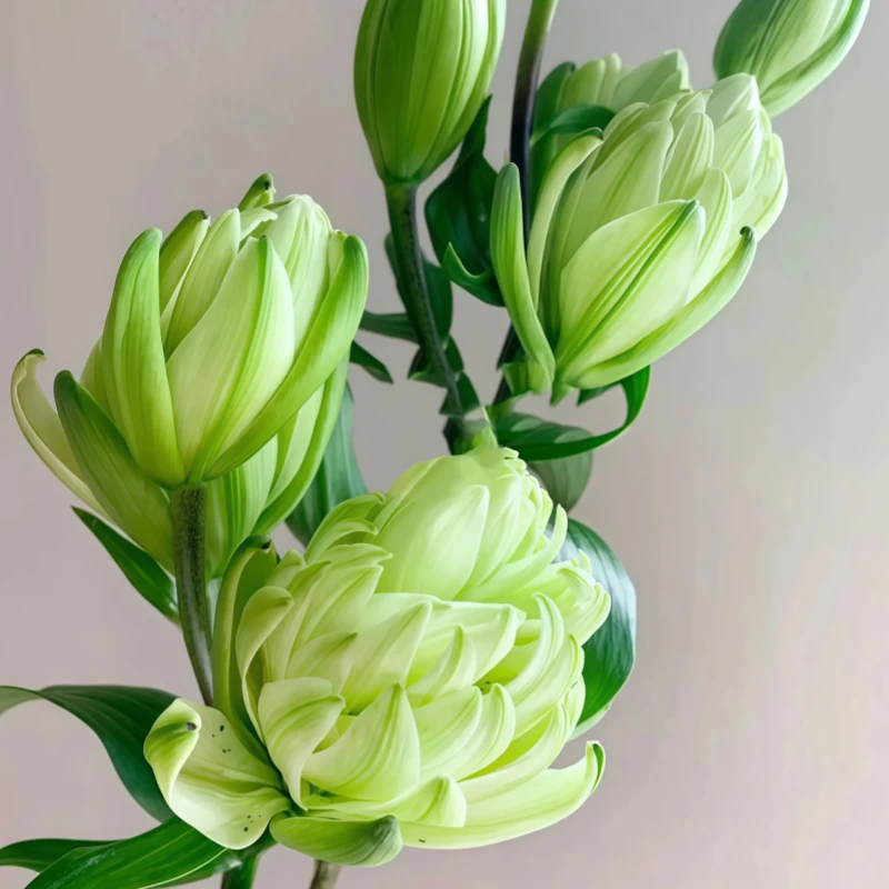 【香水百合种球】绿宝石种球花卉浓香型百合花重瓣庭院阳台正宗进口