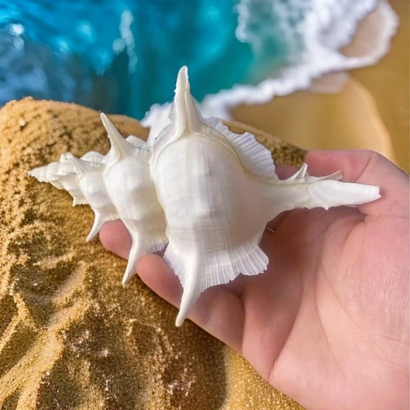 【岩石芭蕉螺】标本螺鱼缸水族箱造景装饰家居收藏天然海螺贝壳稀有