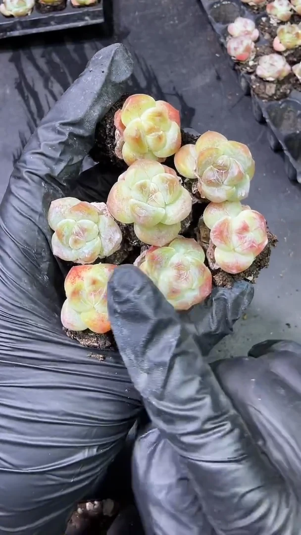15号米粒冰玉到手（7）棵-量拍