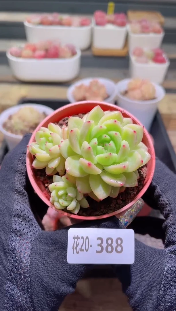 【闪购商品】20-388新品