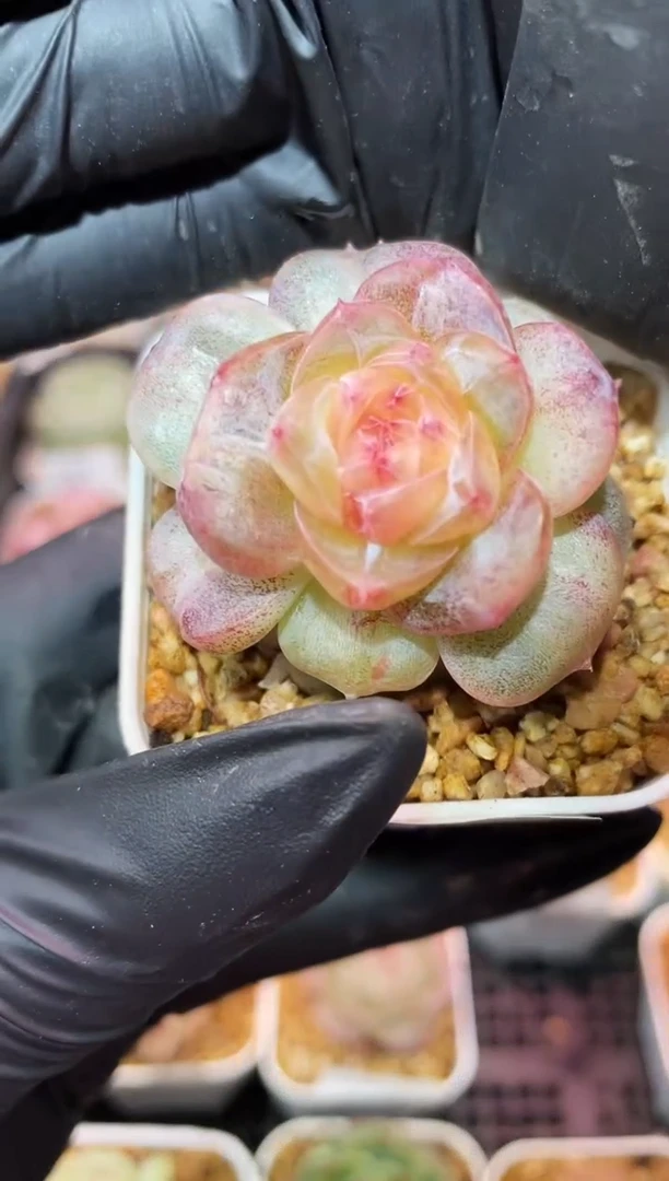 闪购054 心回多肉一颗
