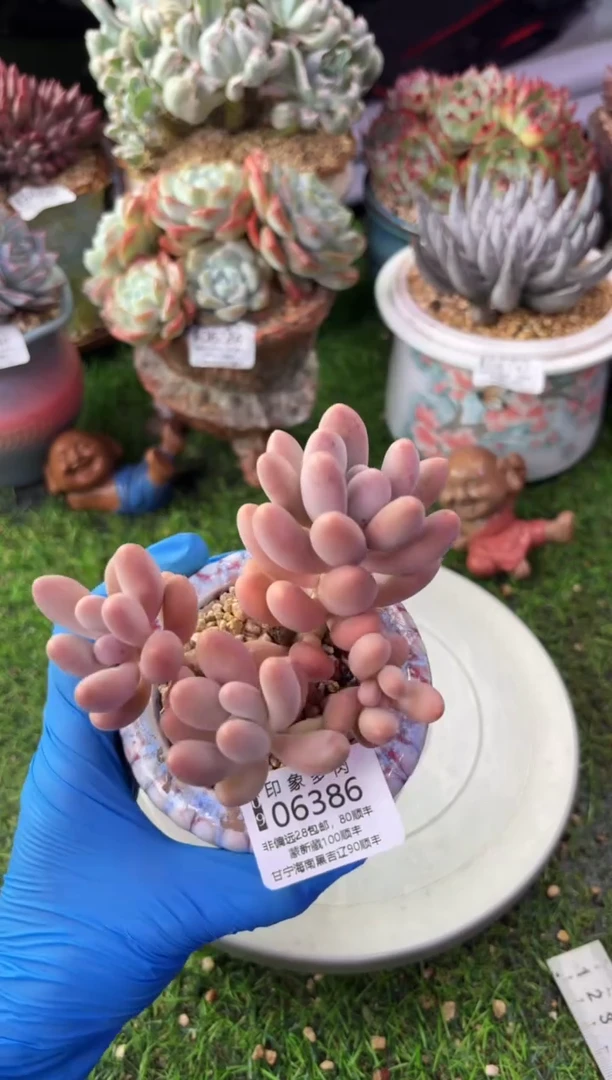 昆明印象多肉06386