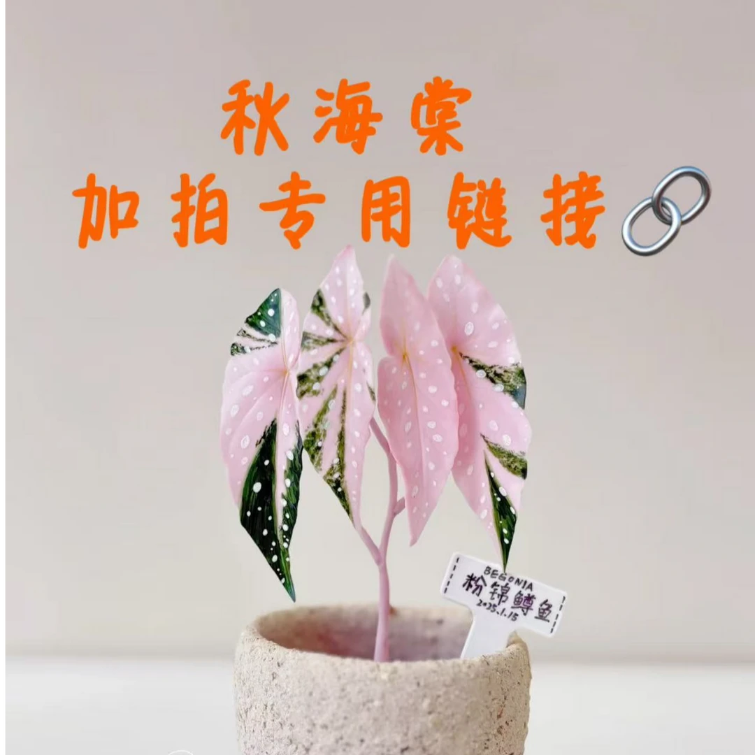 【直播专用 产品加拍】秋海棠 一物一拍 不包叶损 介意慎拍