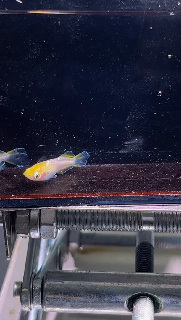 青鳉鱼观背青鳉9
