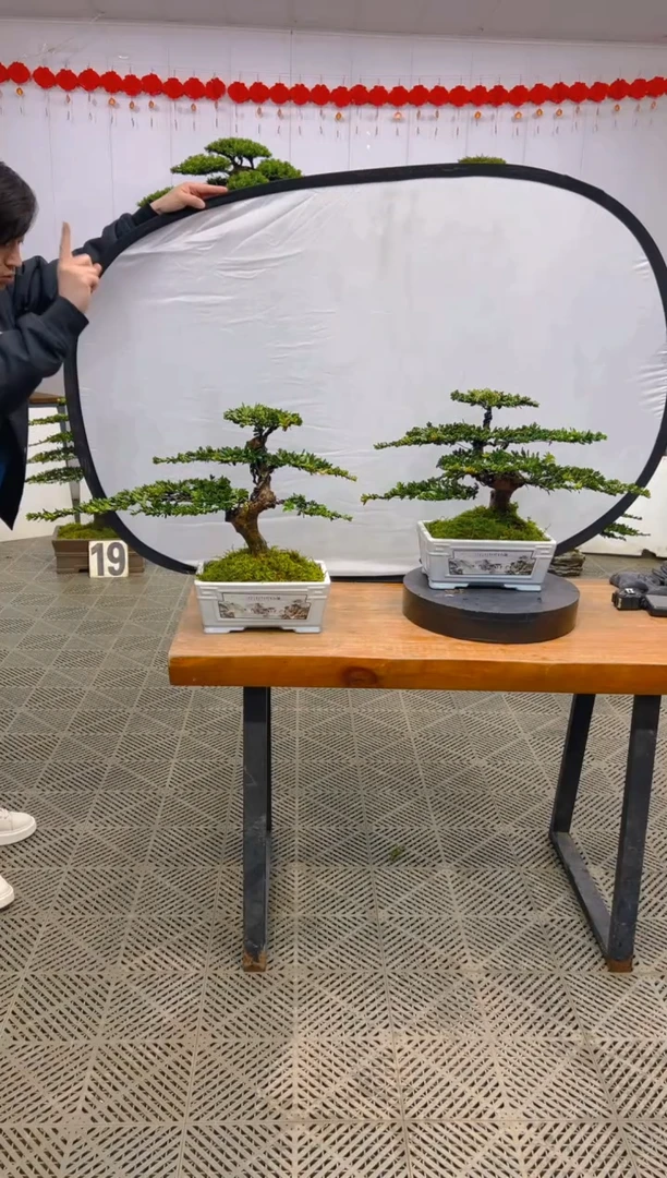 【闪购商品】盆景盆景